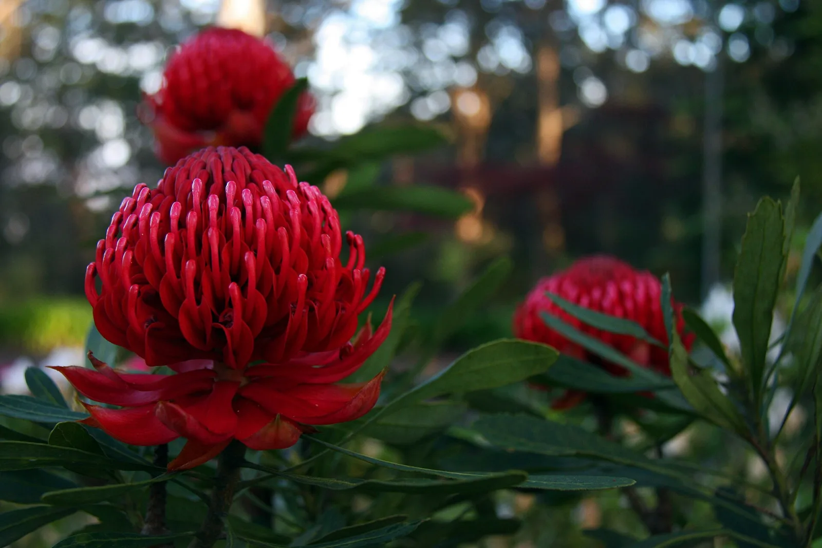 Telopea speciosissima