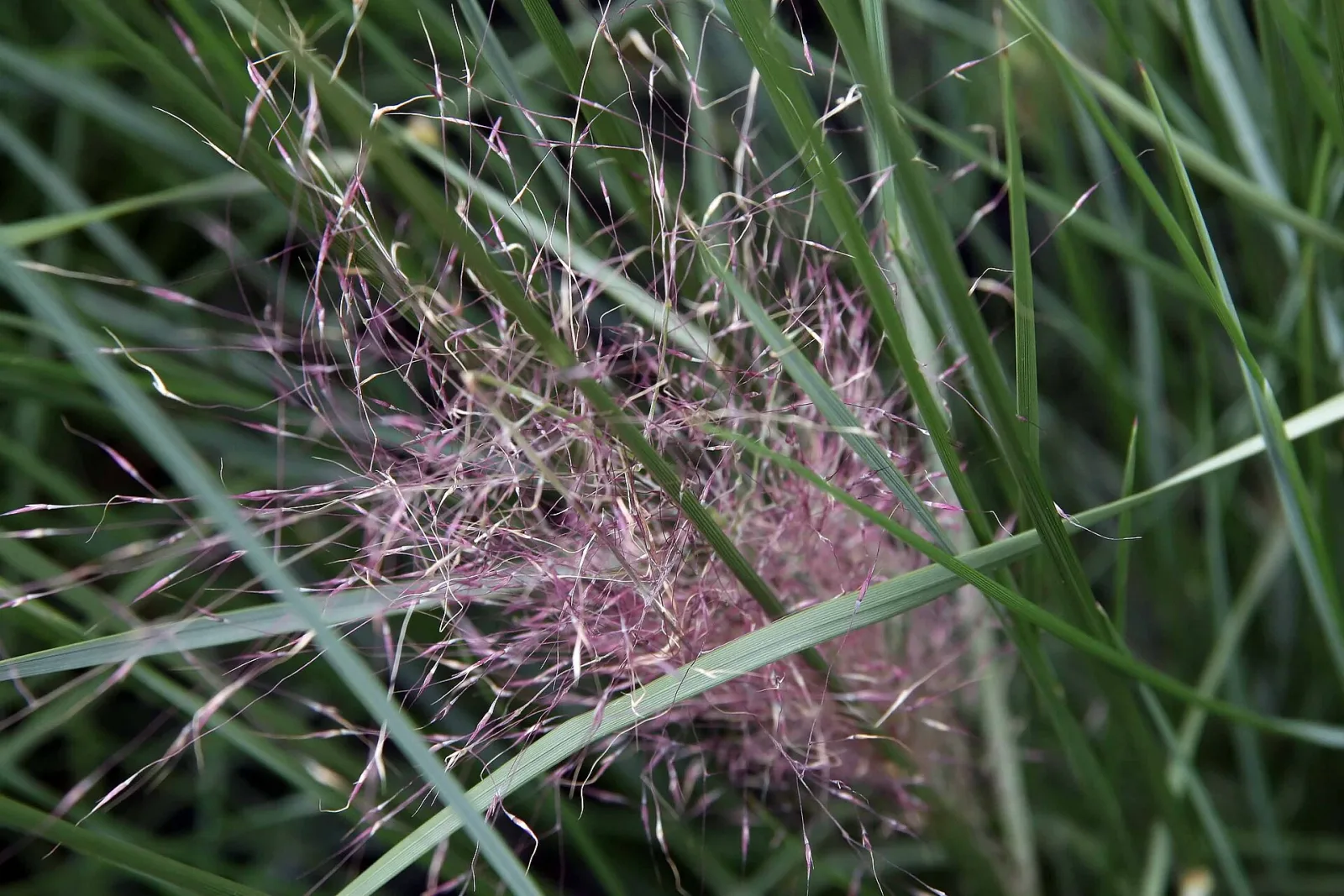 Muhlenbergia capillaris