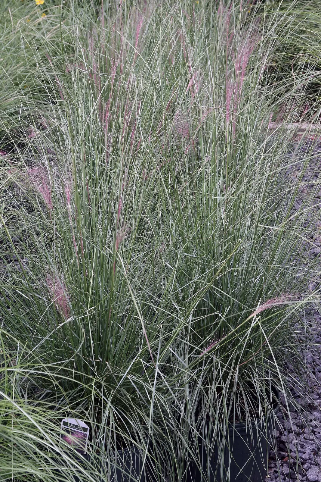 Muhlenbergia capillaris