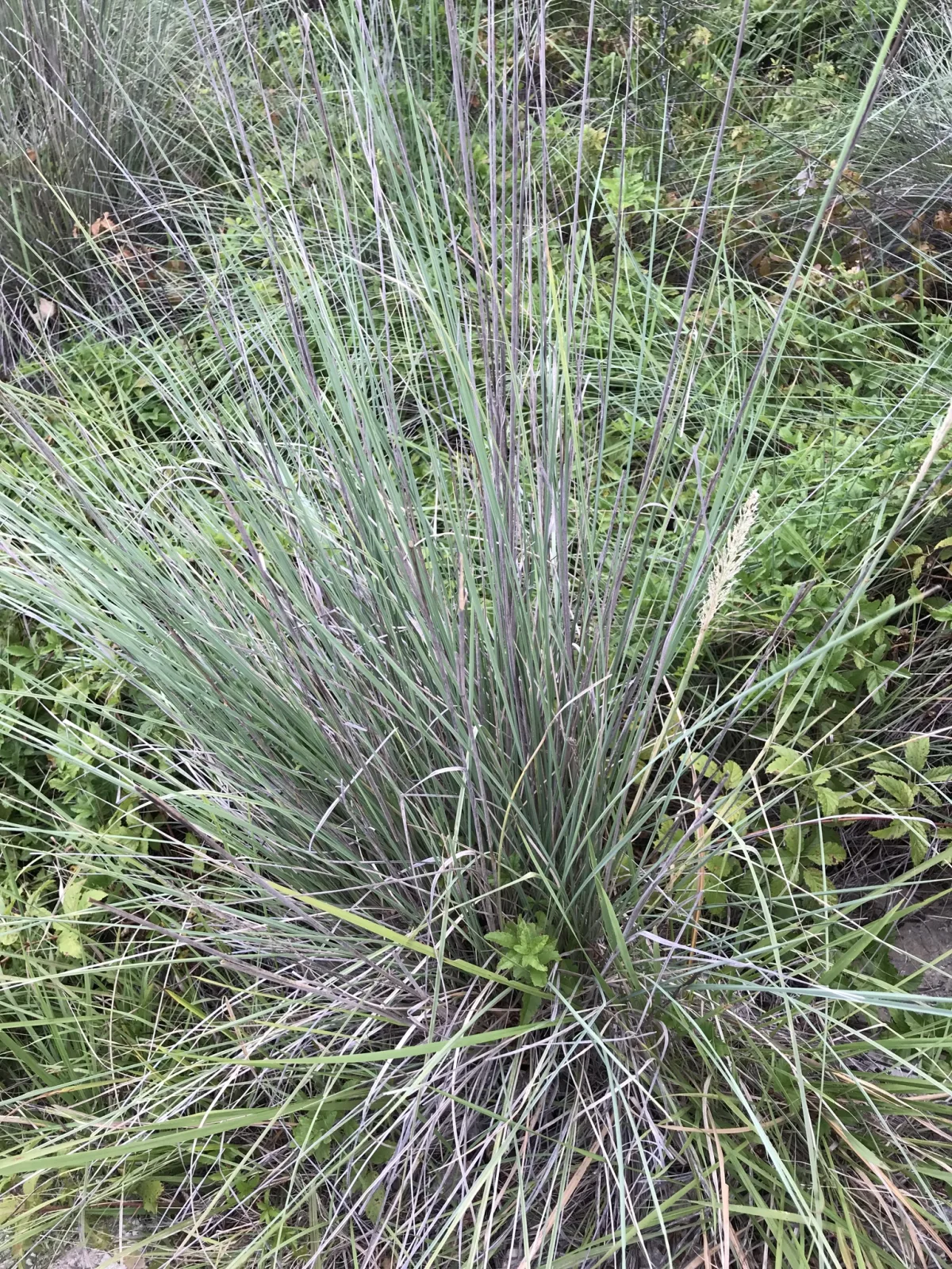 Muhlenbergia lindheimeri