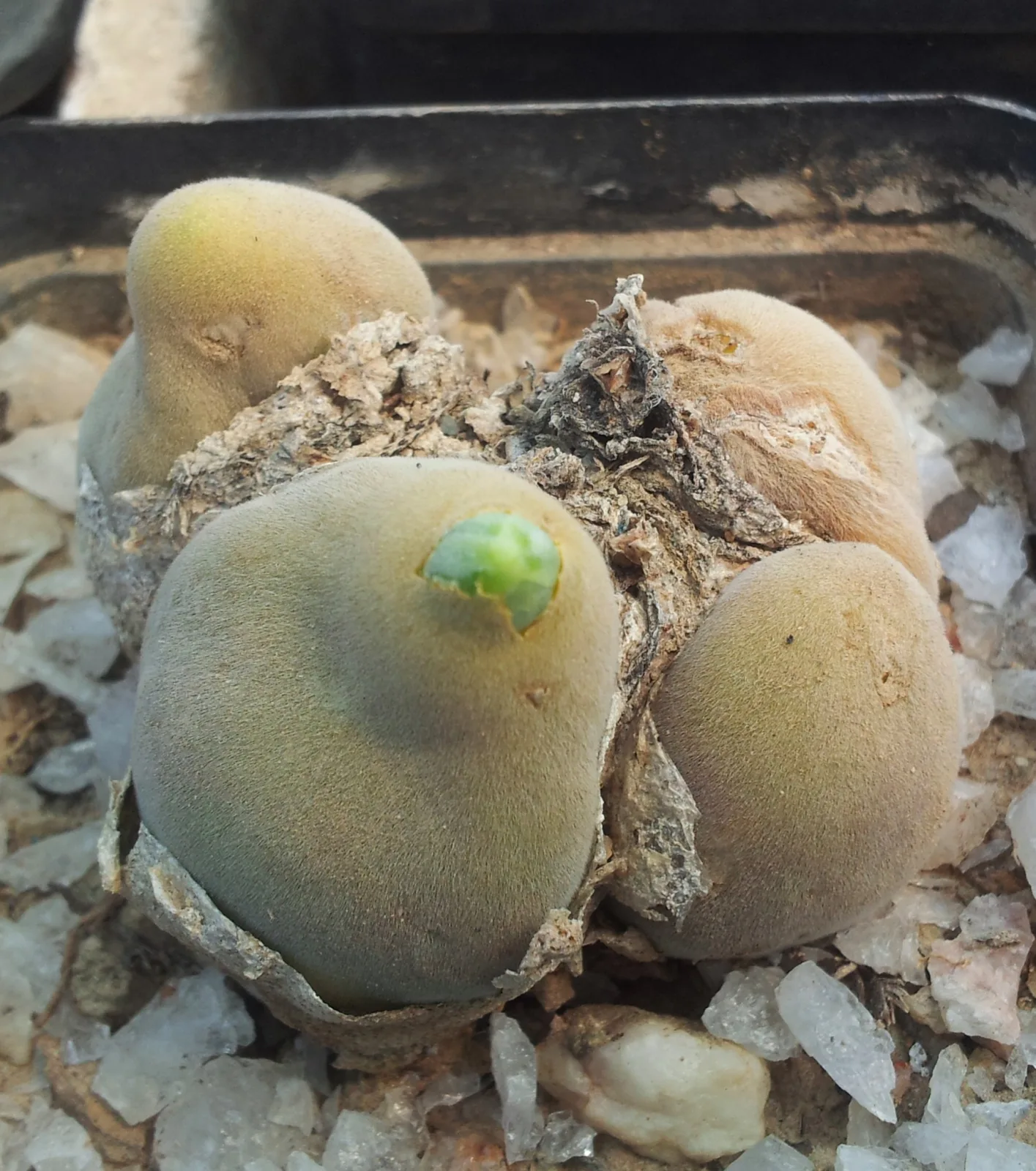 Muiria hortenseae