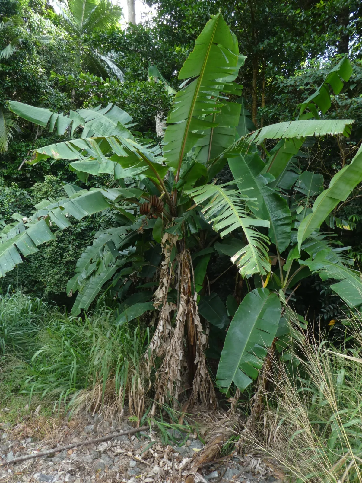 Musa acuminata