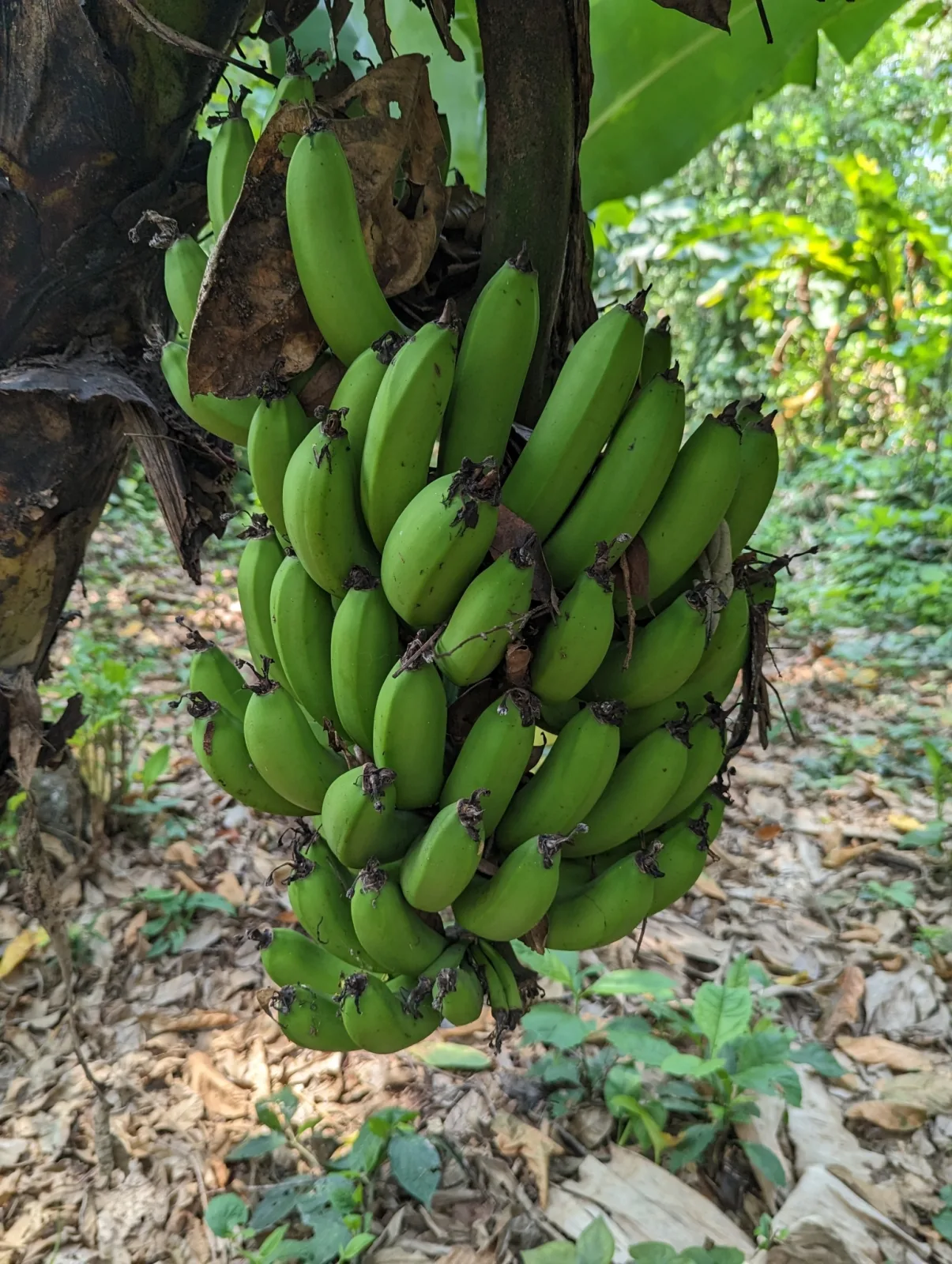 Musa acuminata