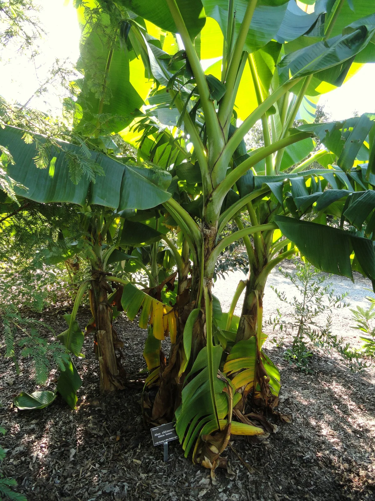 Musa sikkimensis