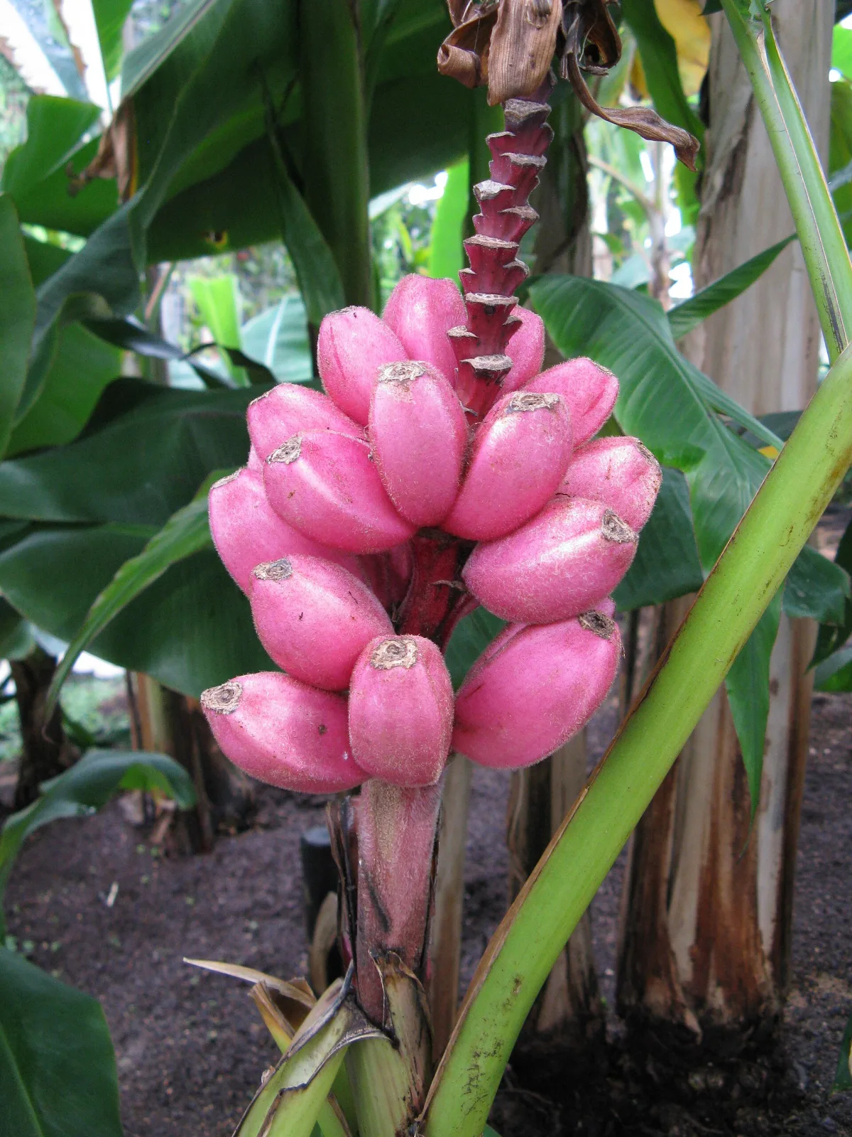 Musa velutina pink