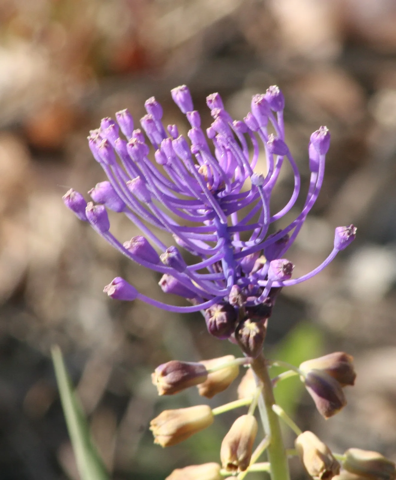 Muscari comosum