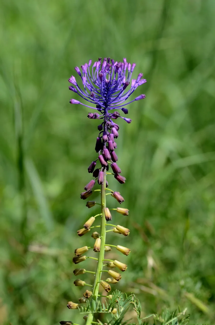 Muscari comosum