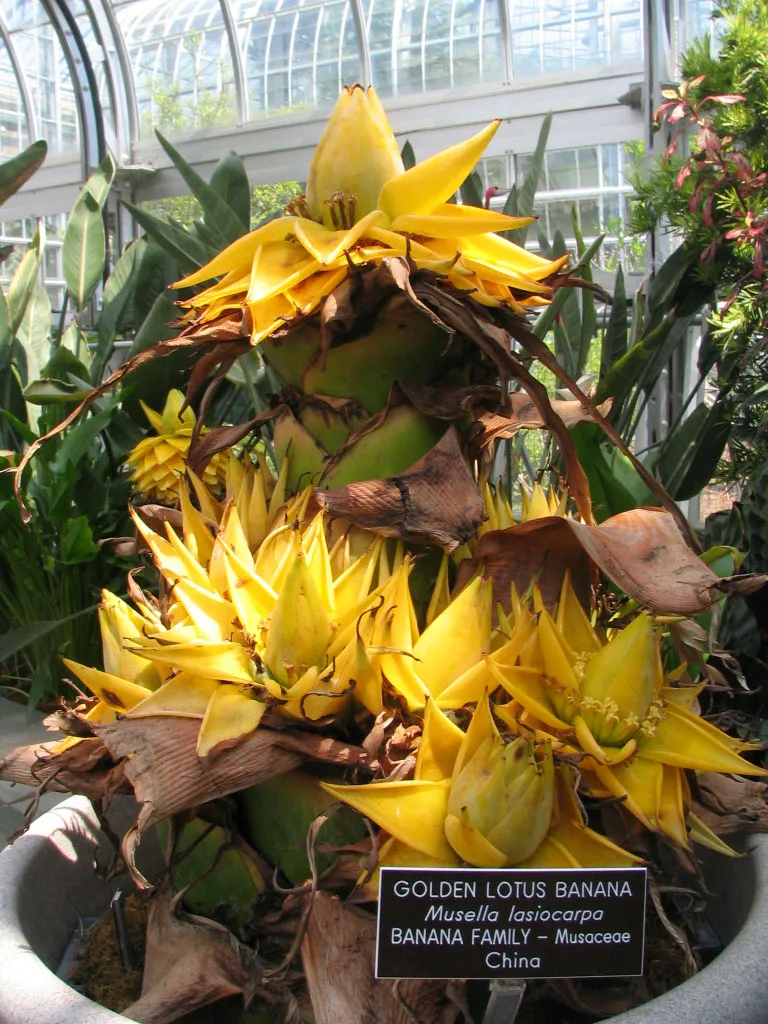 Musella lasiocarpa