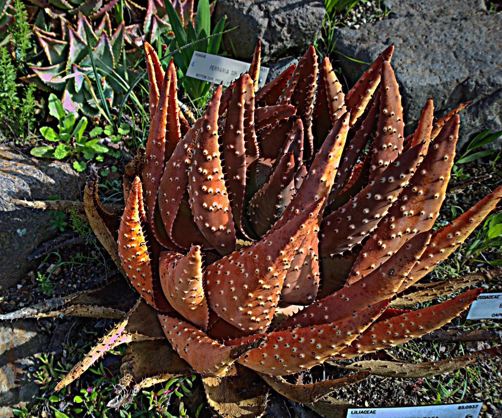 Aloe aculeata