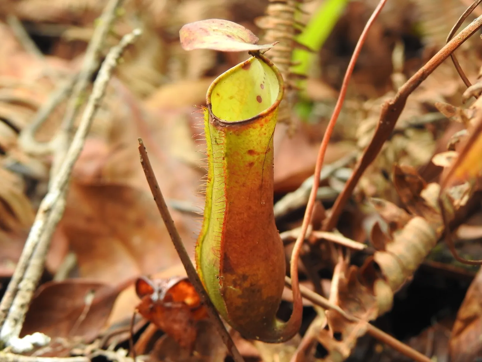 Nepenthes mirabilis