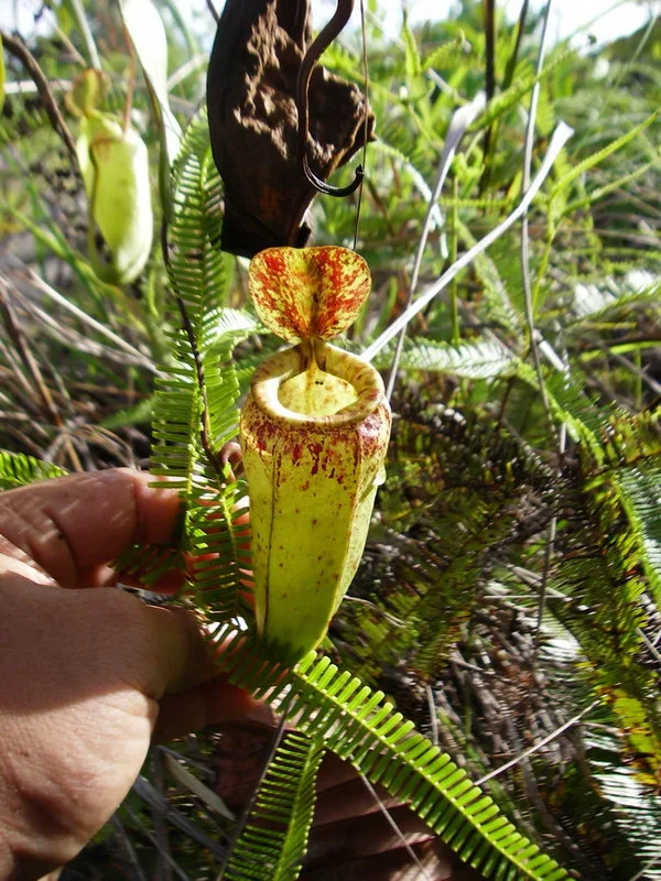 Nepenthes eustachya