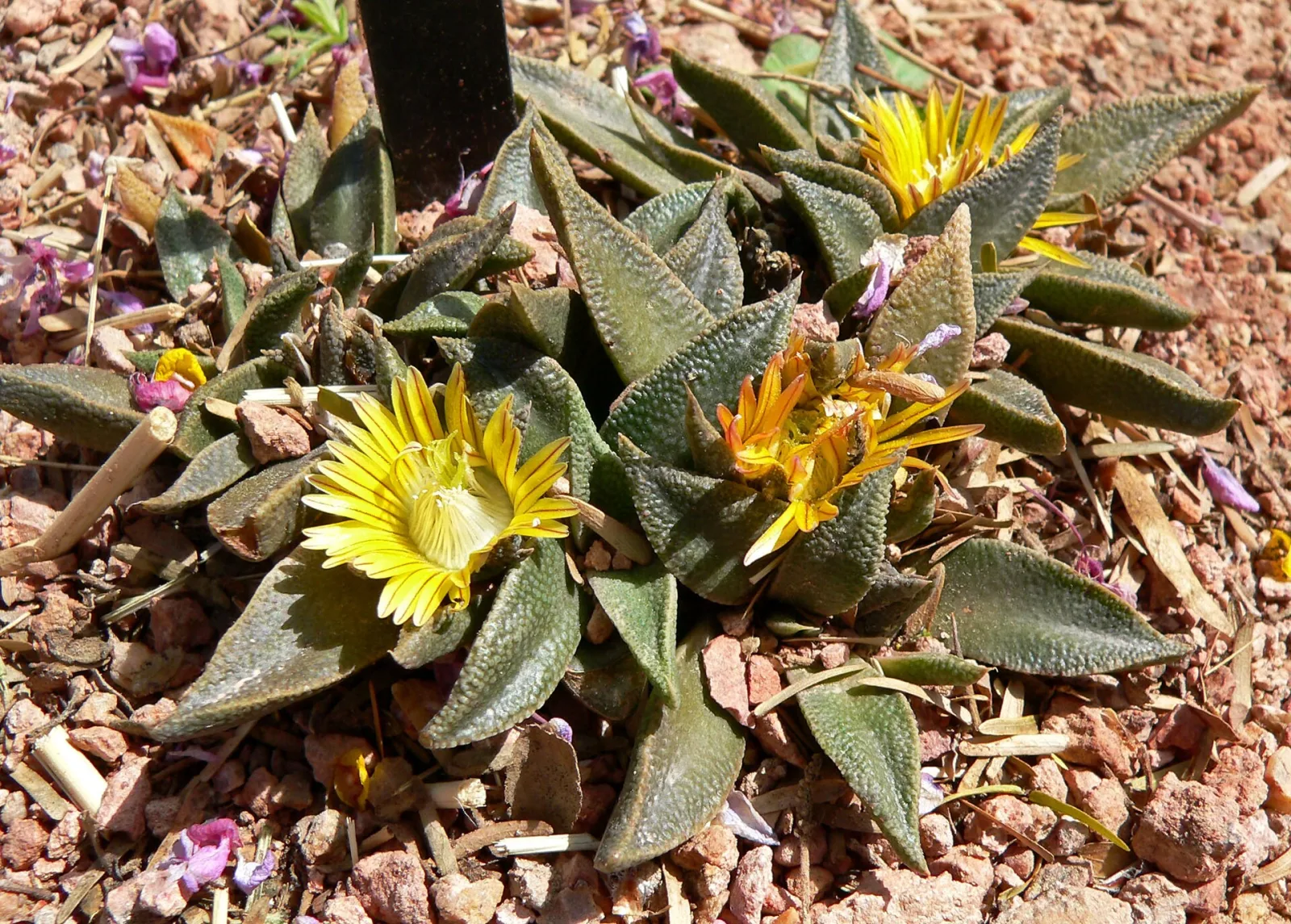 Nananthus transvaalensis