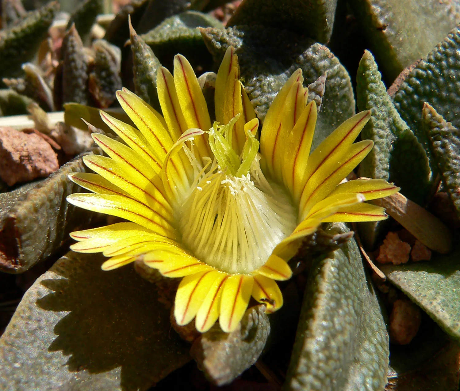 Nananthus transvaalensis
