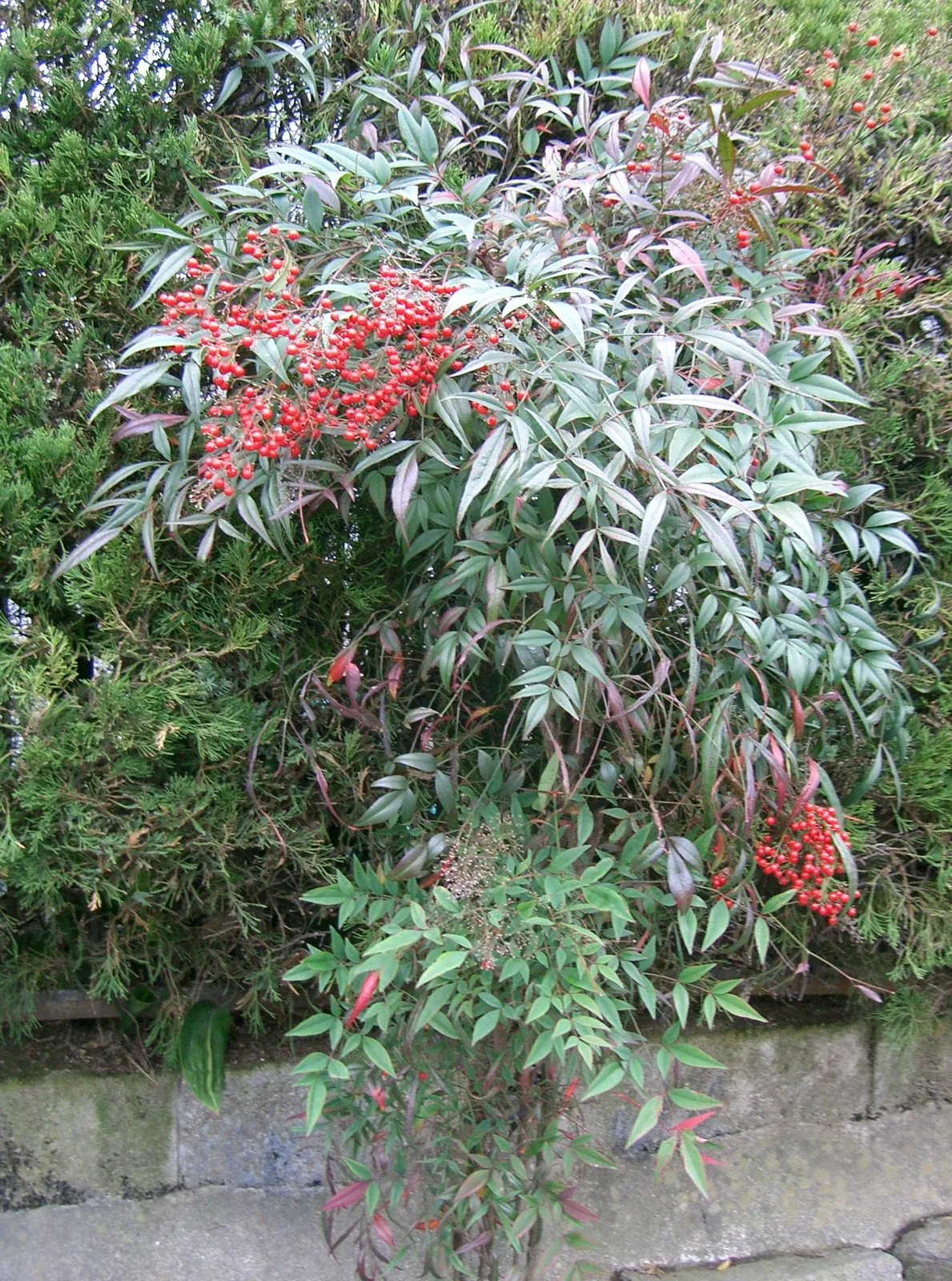 Nandina domestica