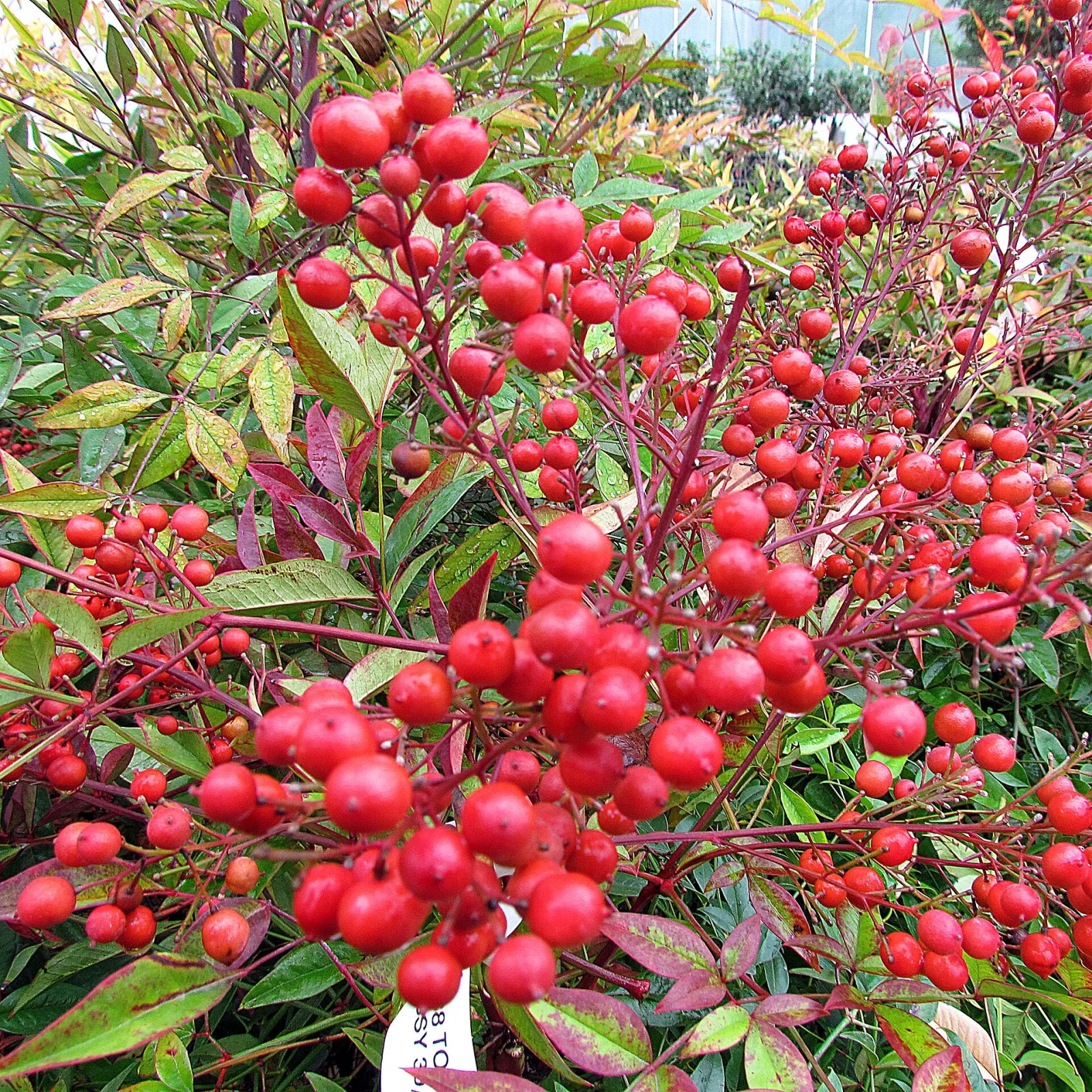Nandina domestica