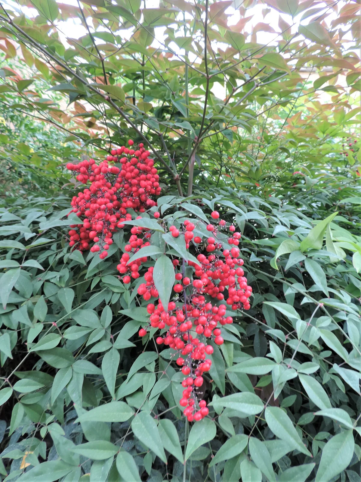 Nandina domestica