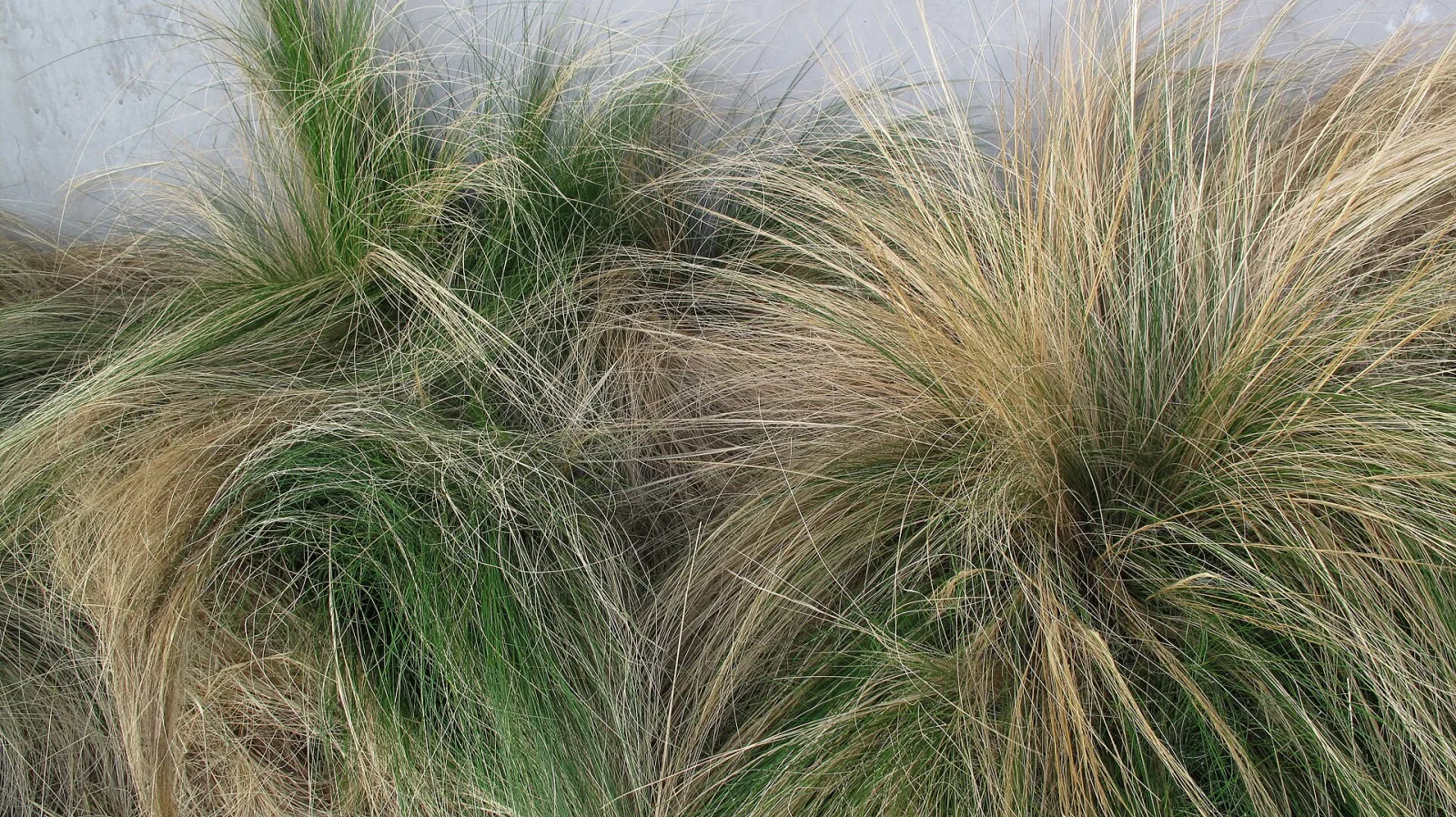 Stipa tenuissima Pony Tails