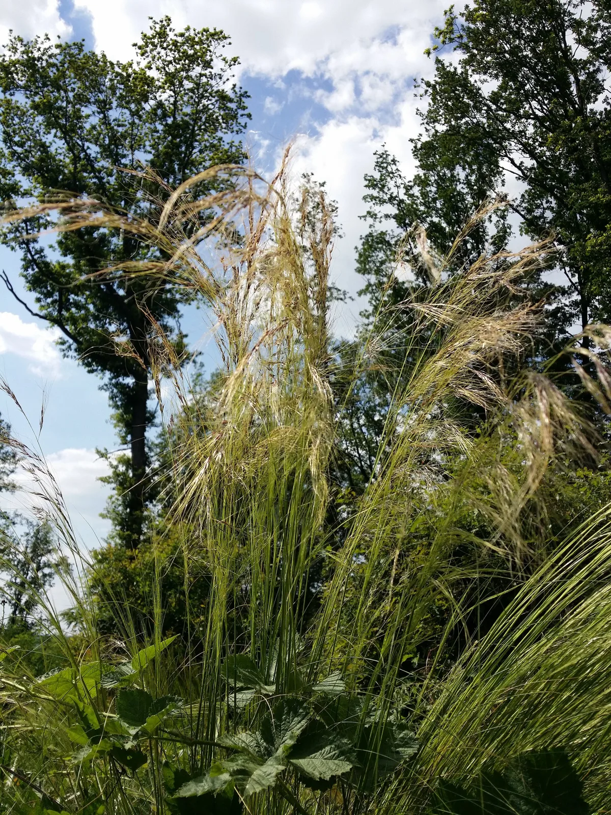 Stipa tenuissima Pony Tails