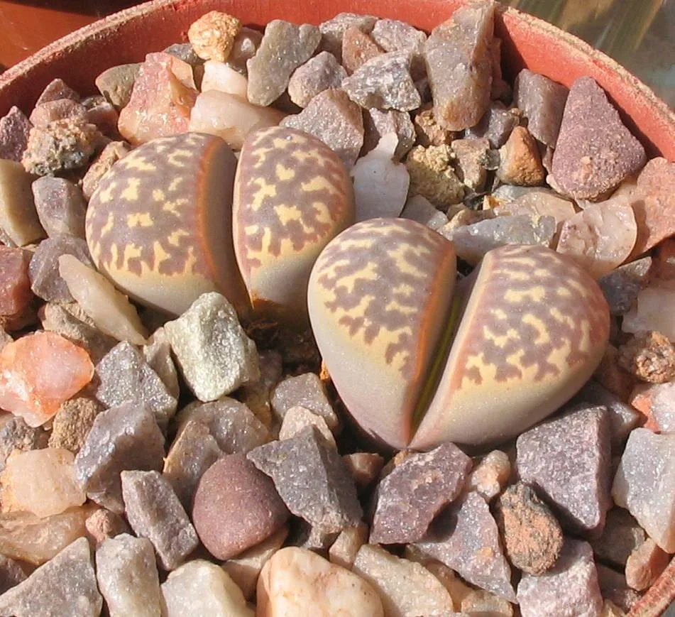 Lithops naureeniae