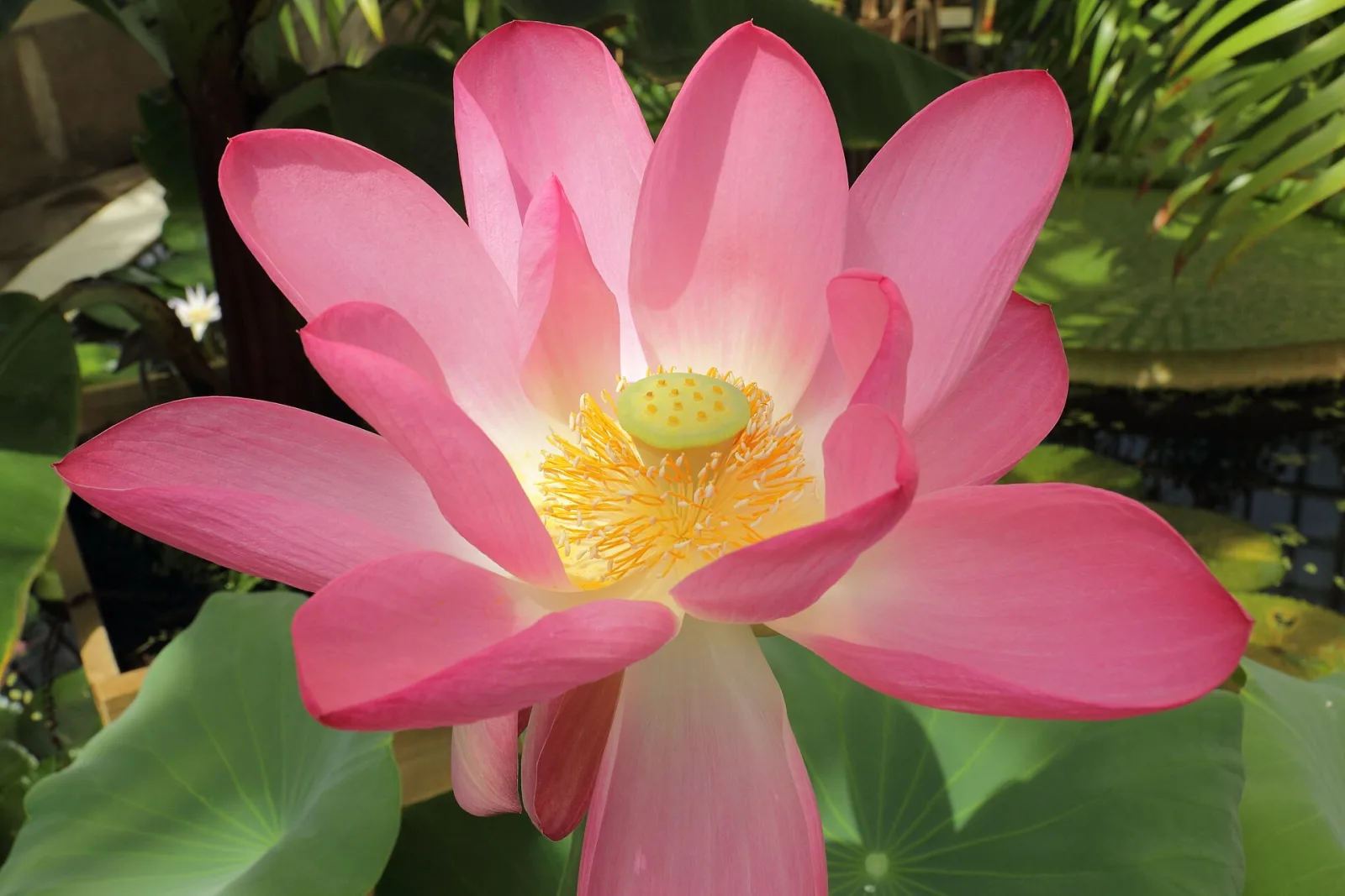Nelumbo nucifera