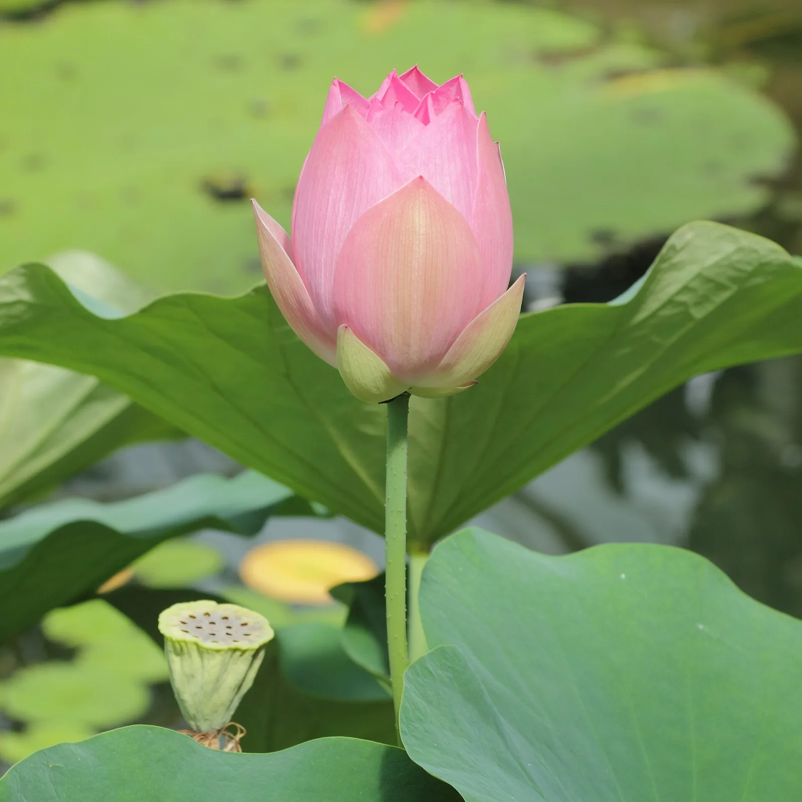 Nelumbo nucifera