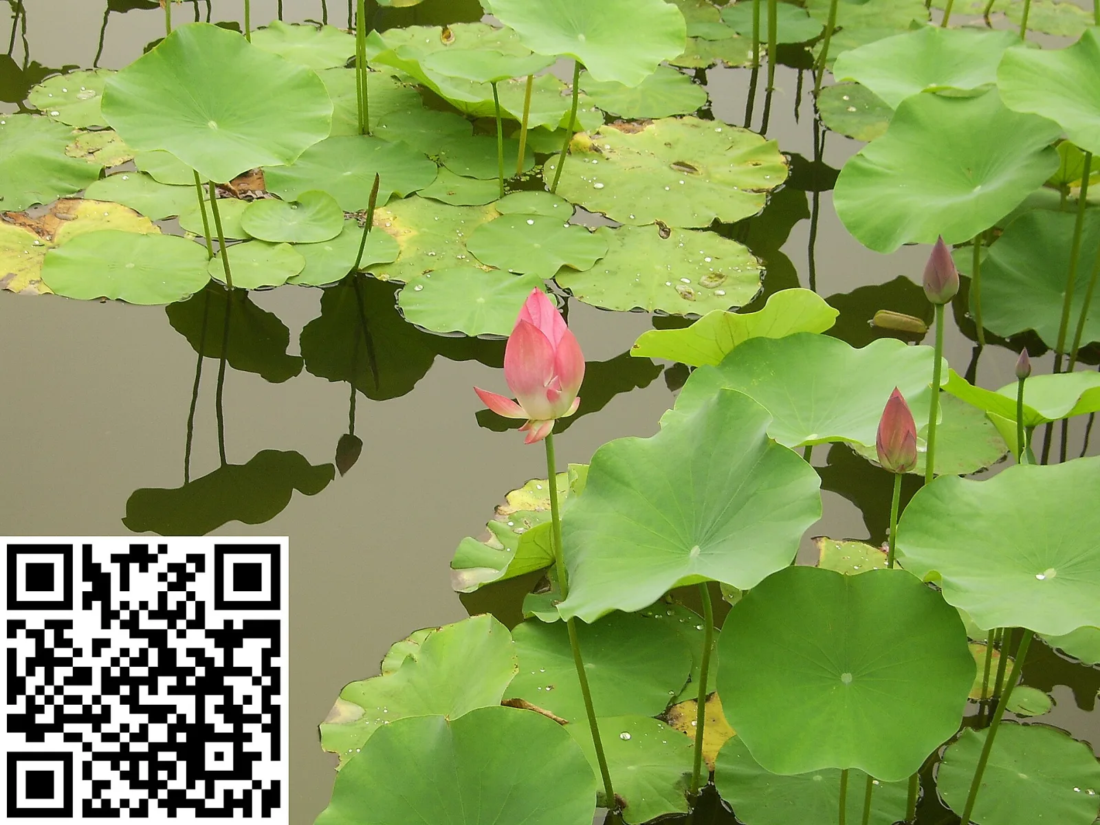 Nelumbo nucifera
