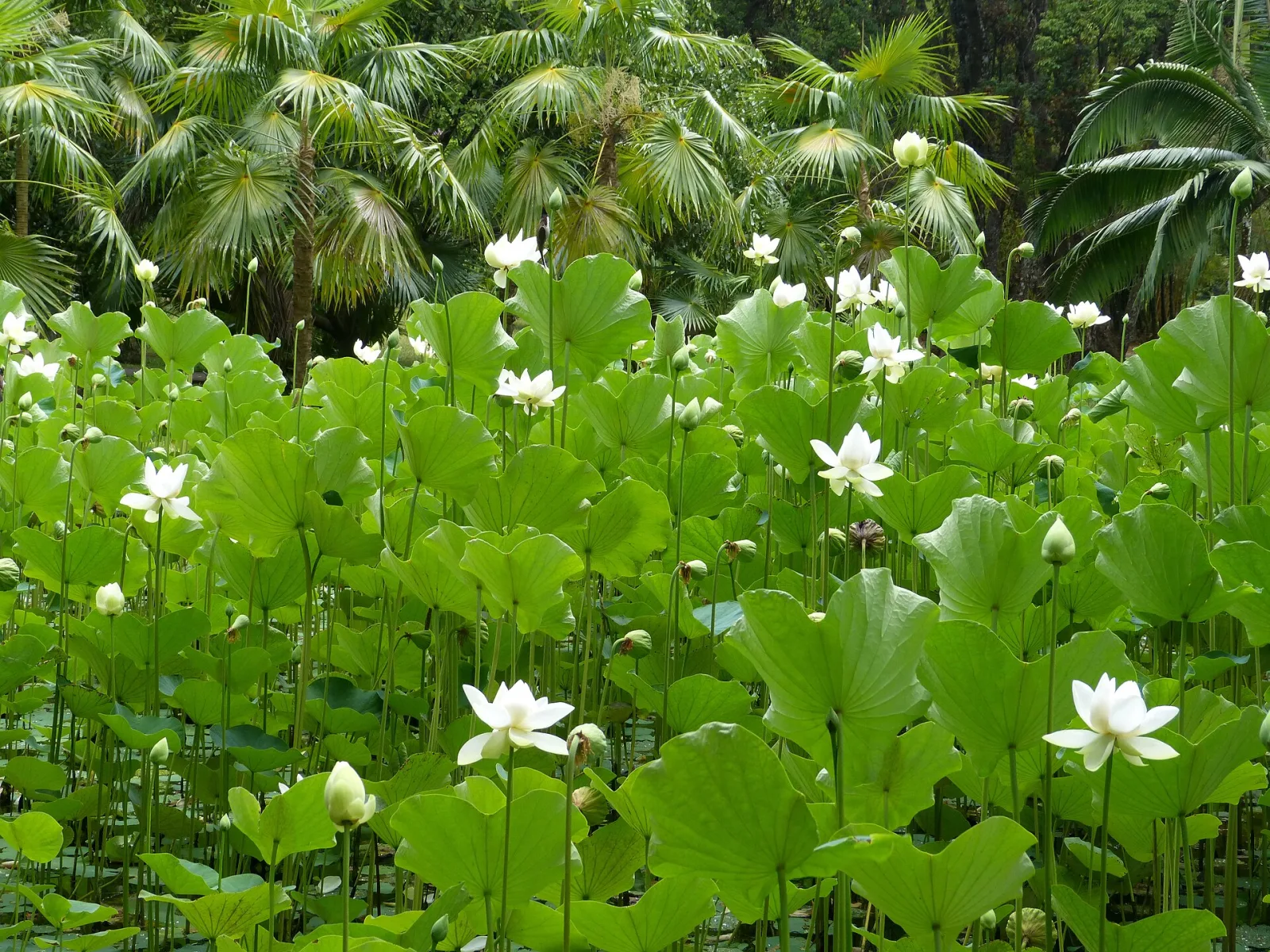 Nelumbo nucifera white