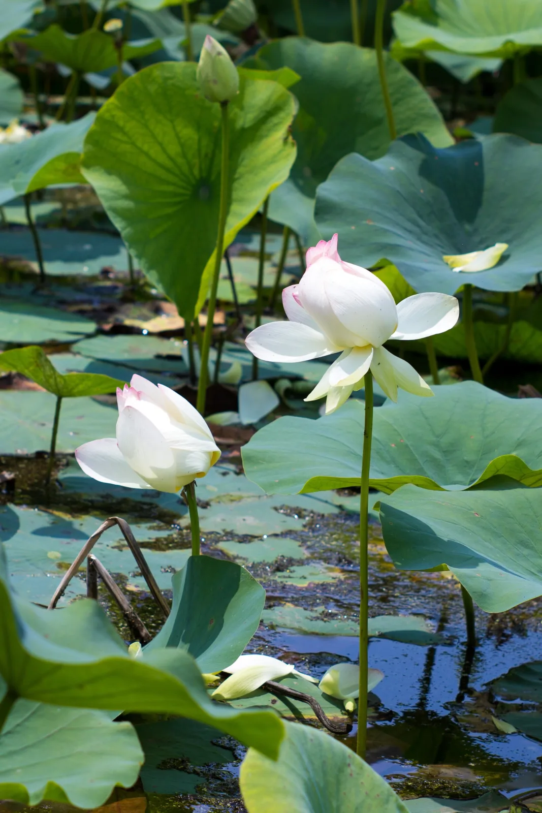 Nelumbo nucifera white