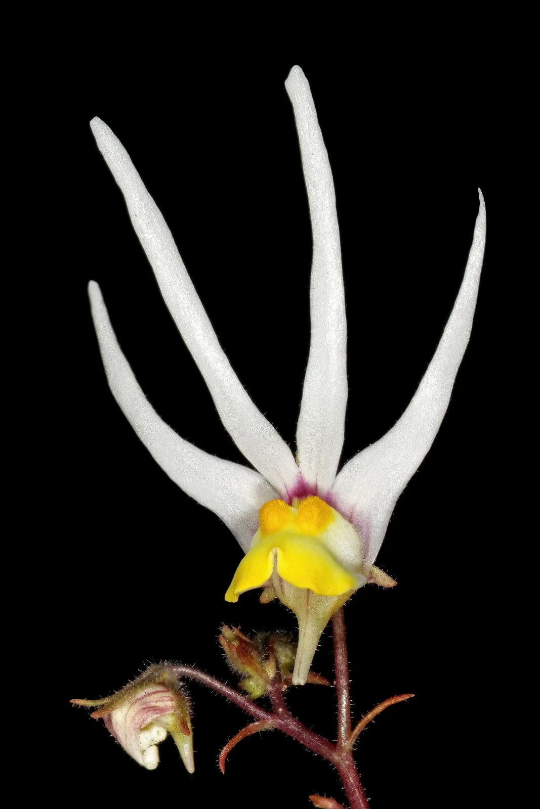 Nemesia cheiranthus