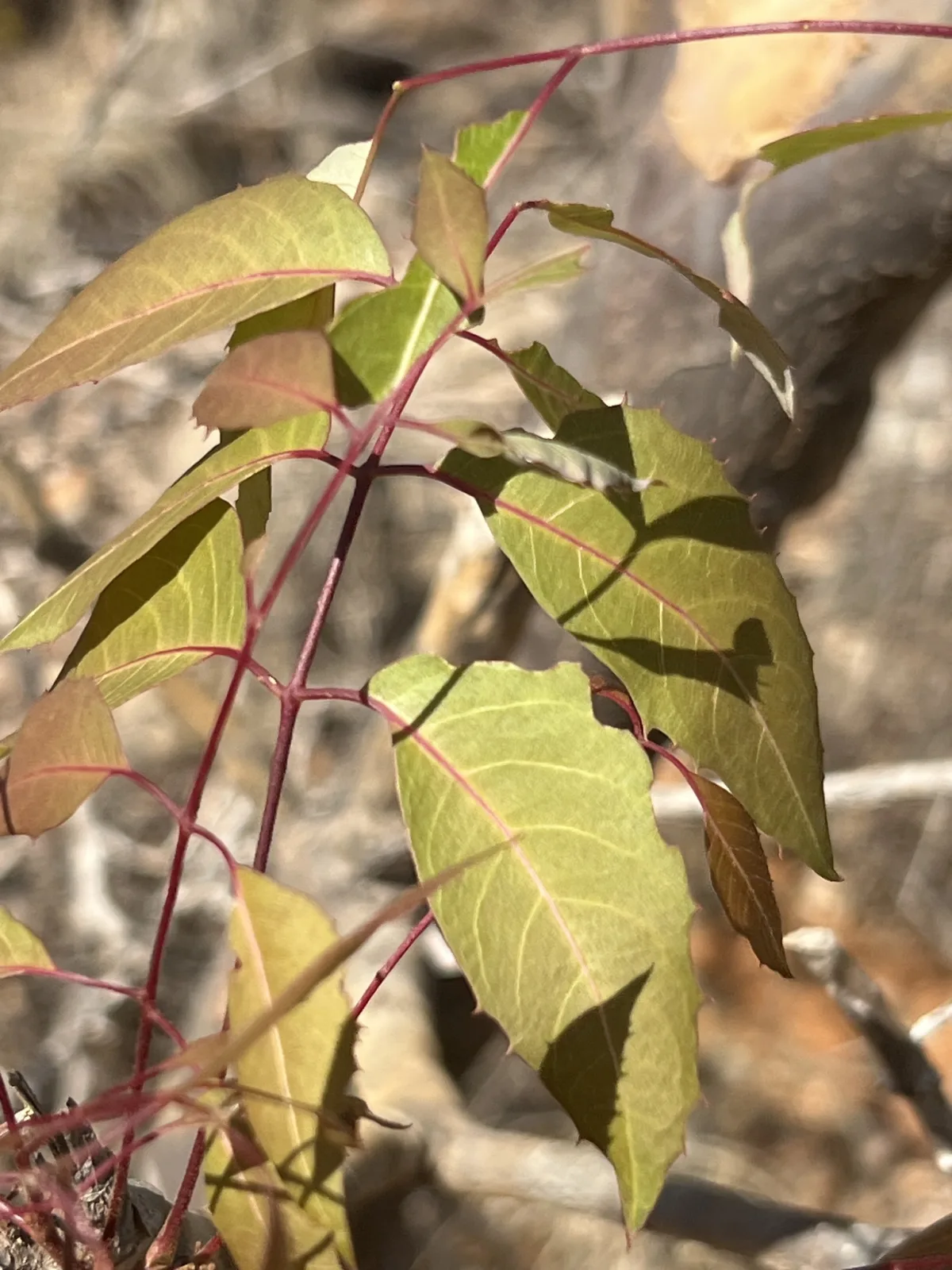 Neobeguea mahafaliensis