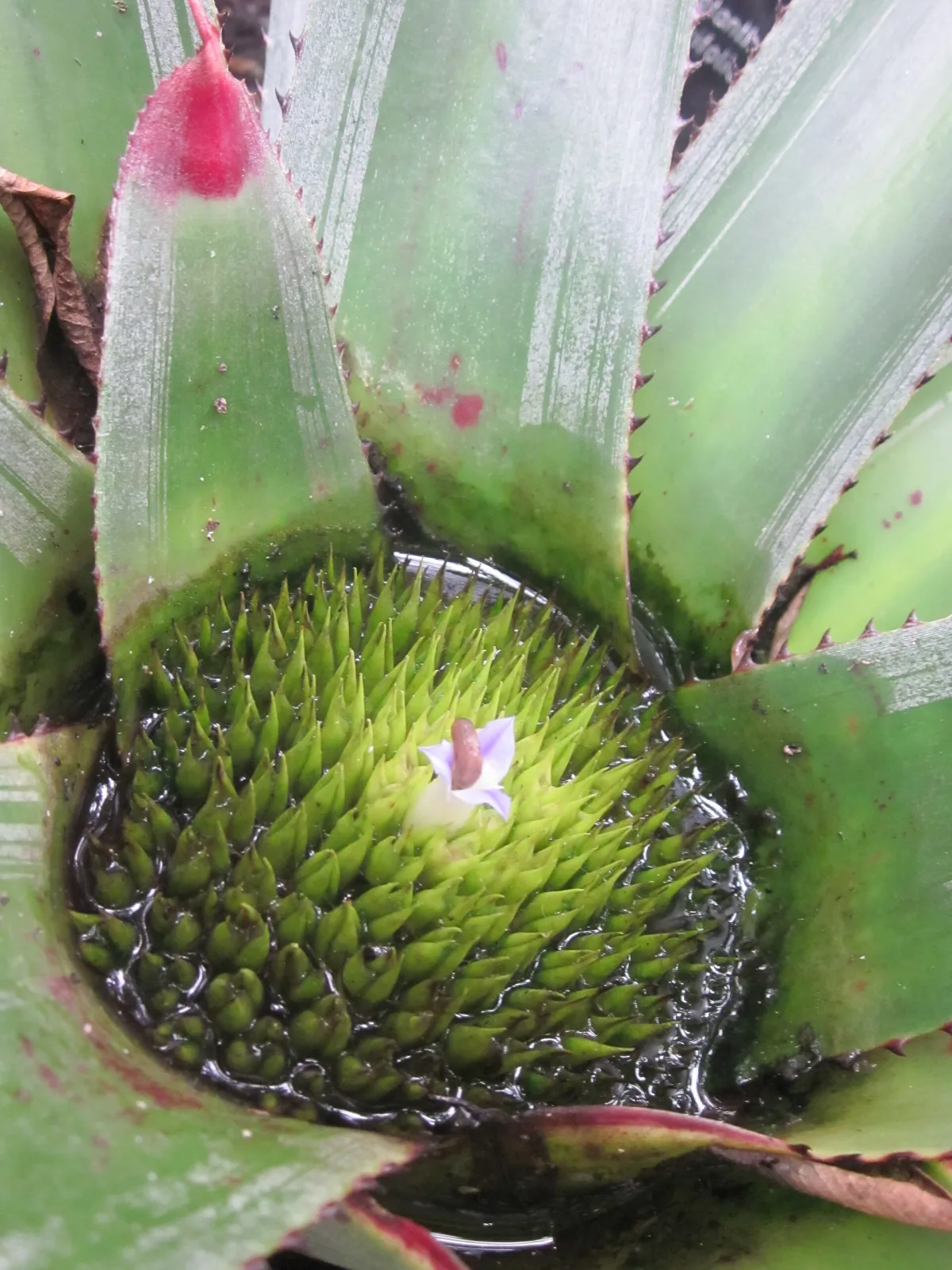 Neoregelia cruenta