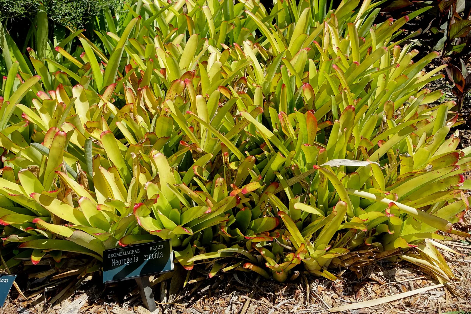 Neoregelia cruenta