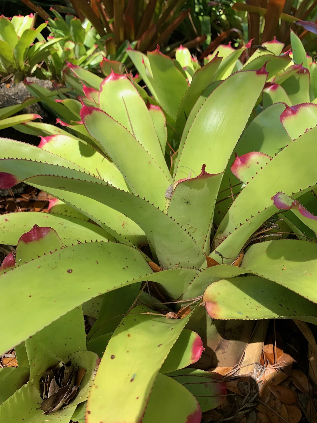 Neoregelia cruenta