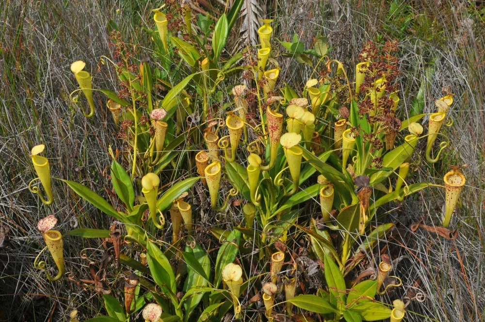 Nepenthes madagascariensis