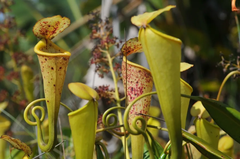 Nepenthes madagascariensis