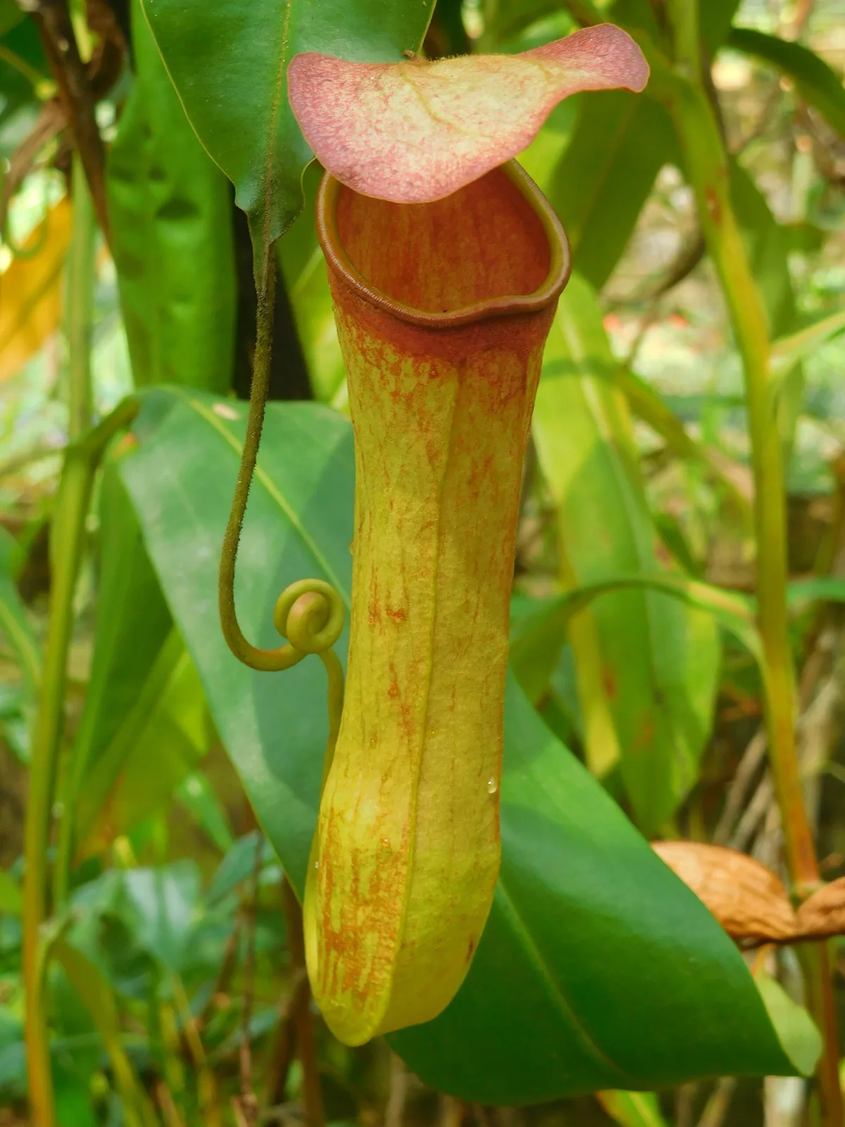 Nepenthes khasiana