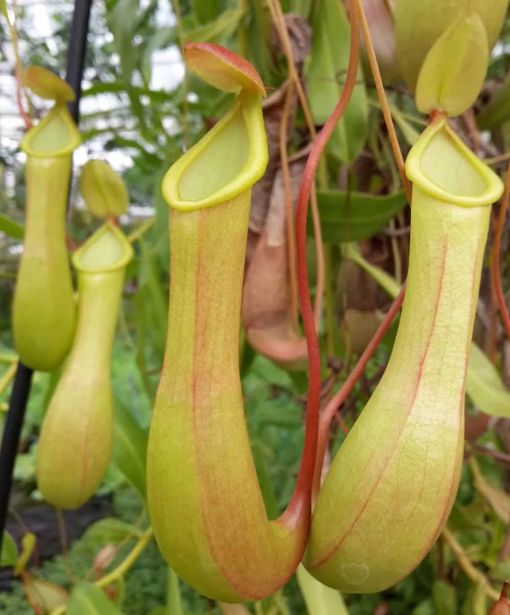 Nepenthes alata