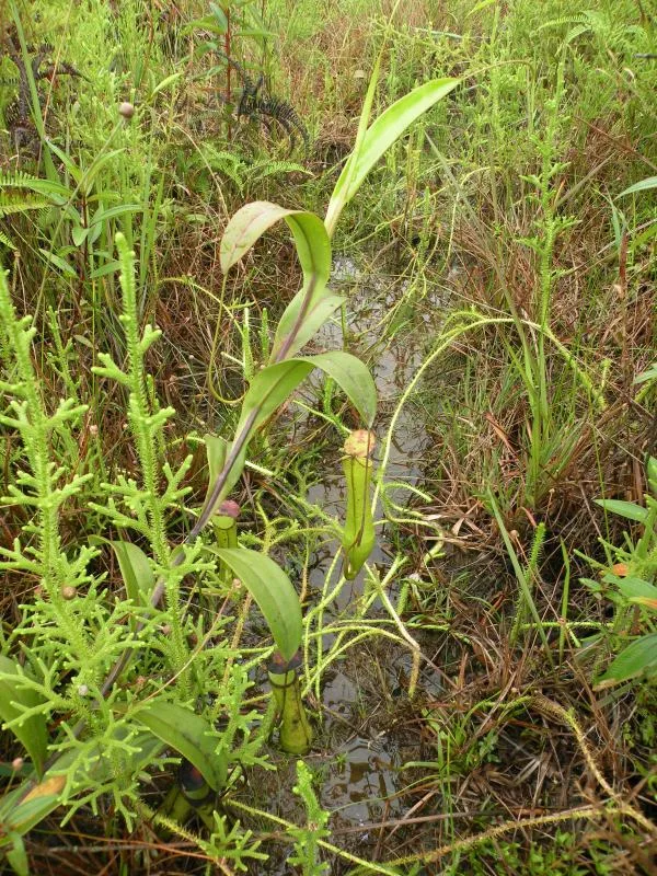 Nepenthes gracilis