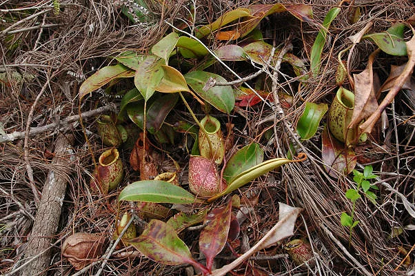 Nepenthes hookeriana