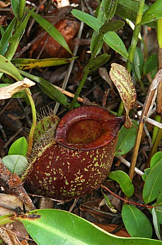 Nepenthes hookeriana
