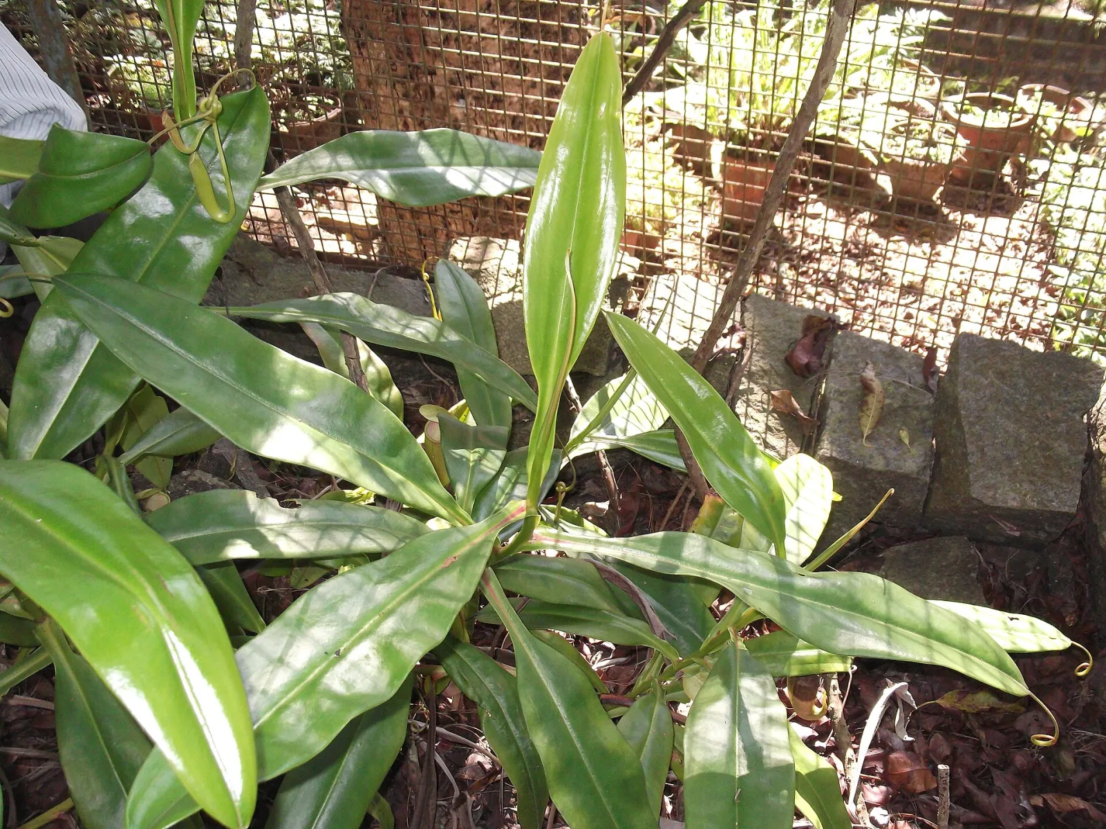 Nepenthes khasiana