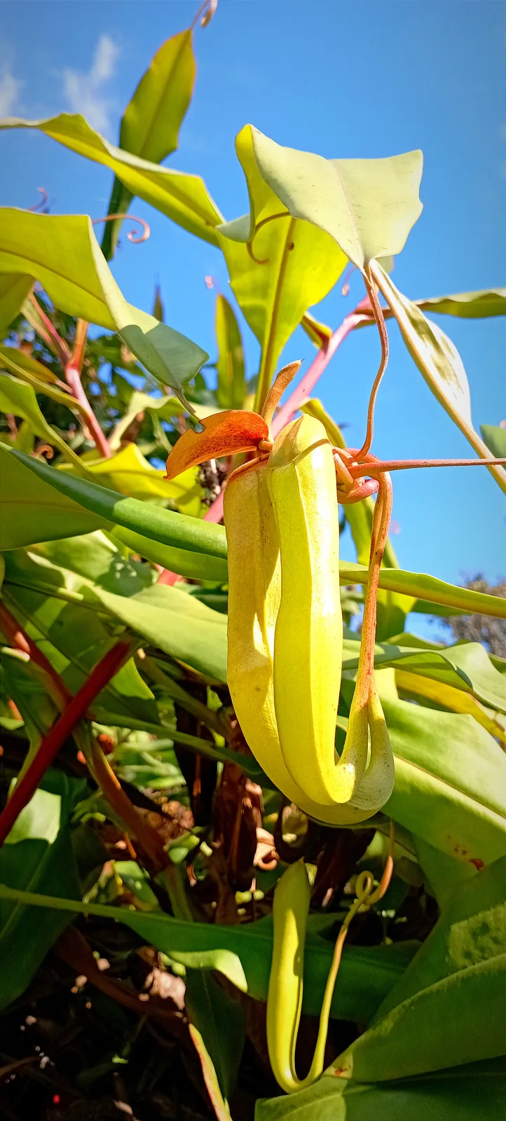 Nepenthes khasiana