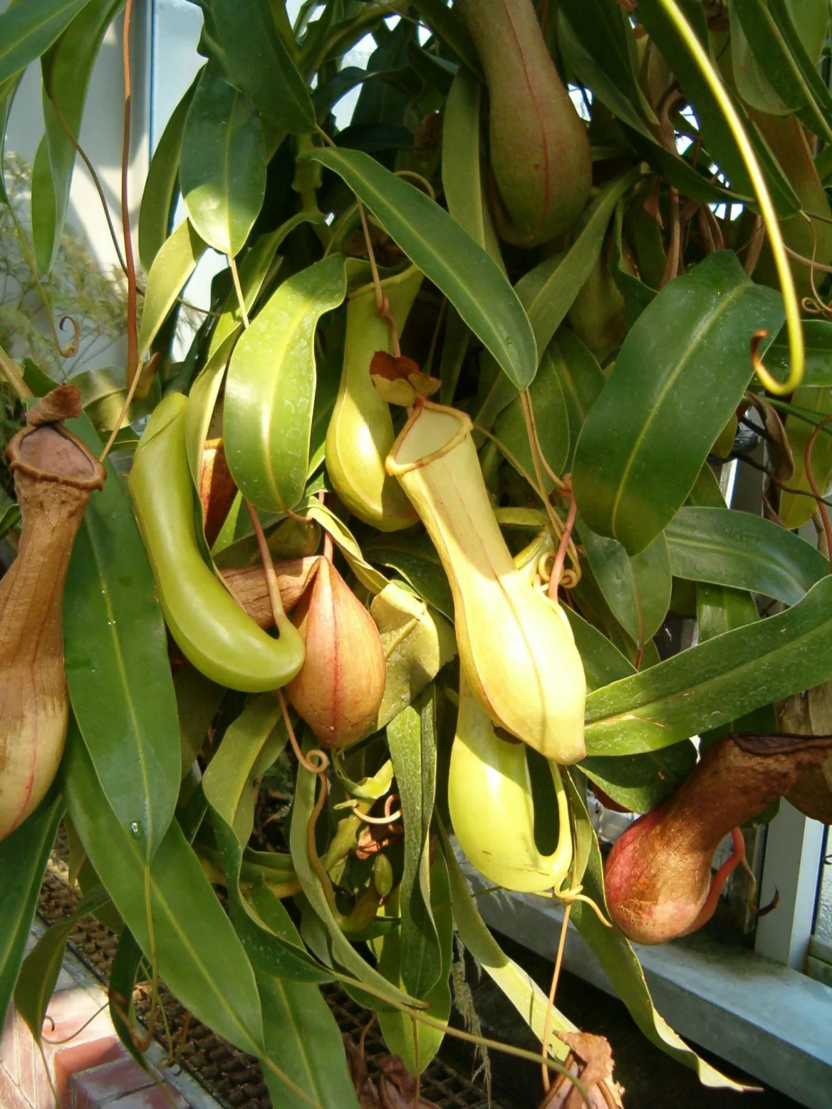 Nepenthes tobaica