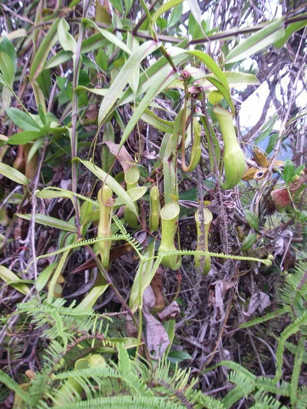Nepenthes reinwardtiana