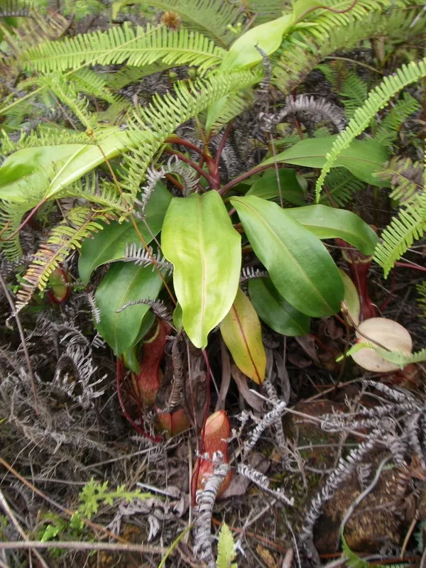 Nepenthes eustachya