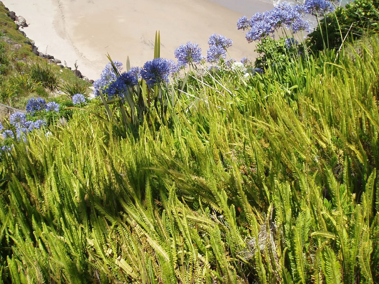 Nephrolepis cordifolia
