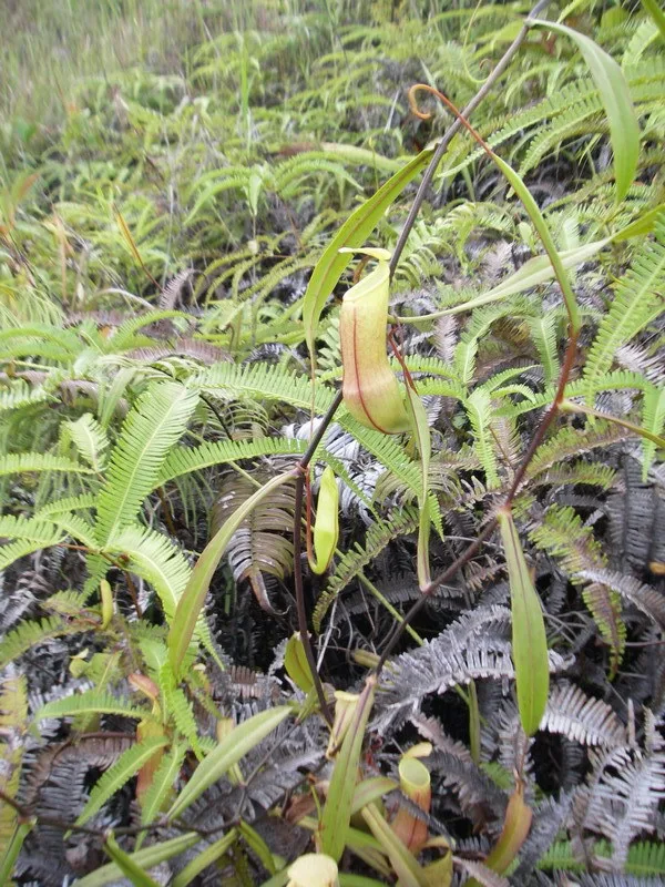 Nepenthes tobaica