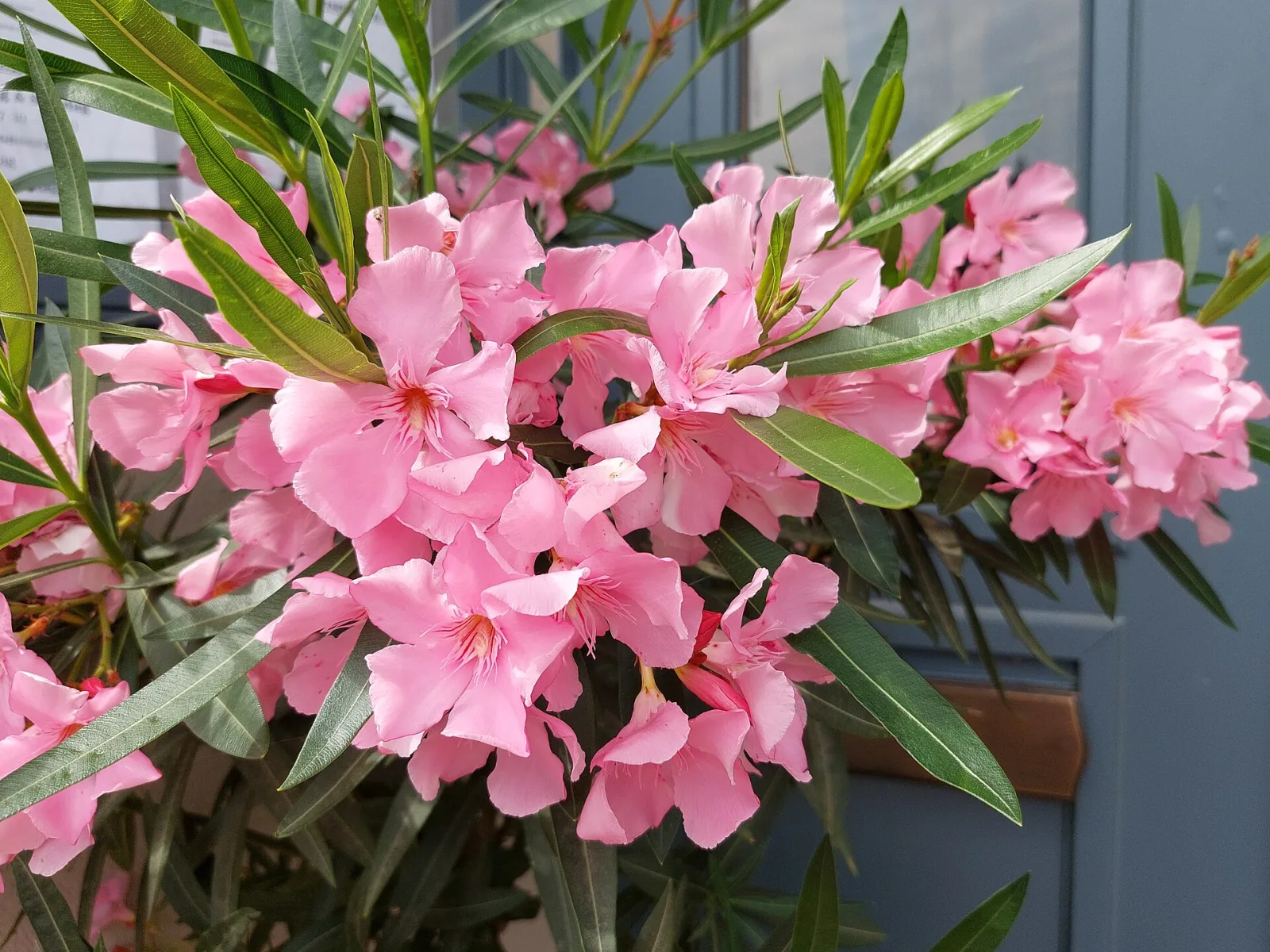 Nerium oleander