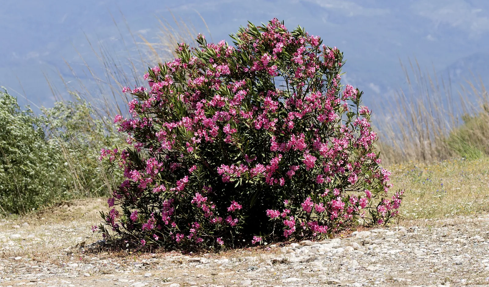 Nerium oleander