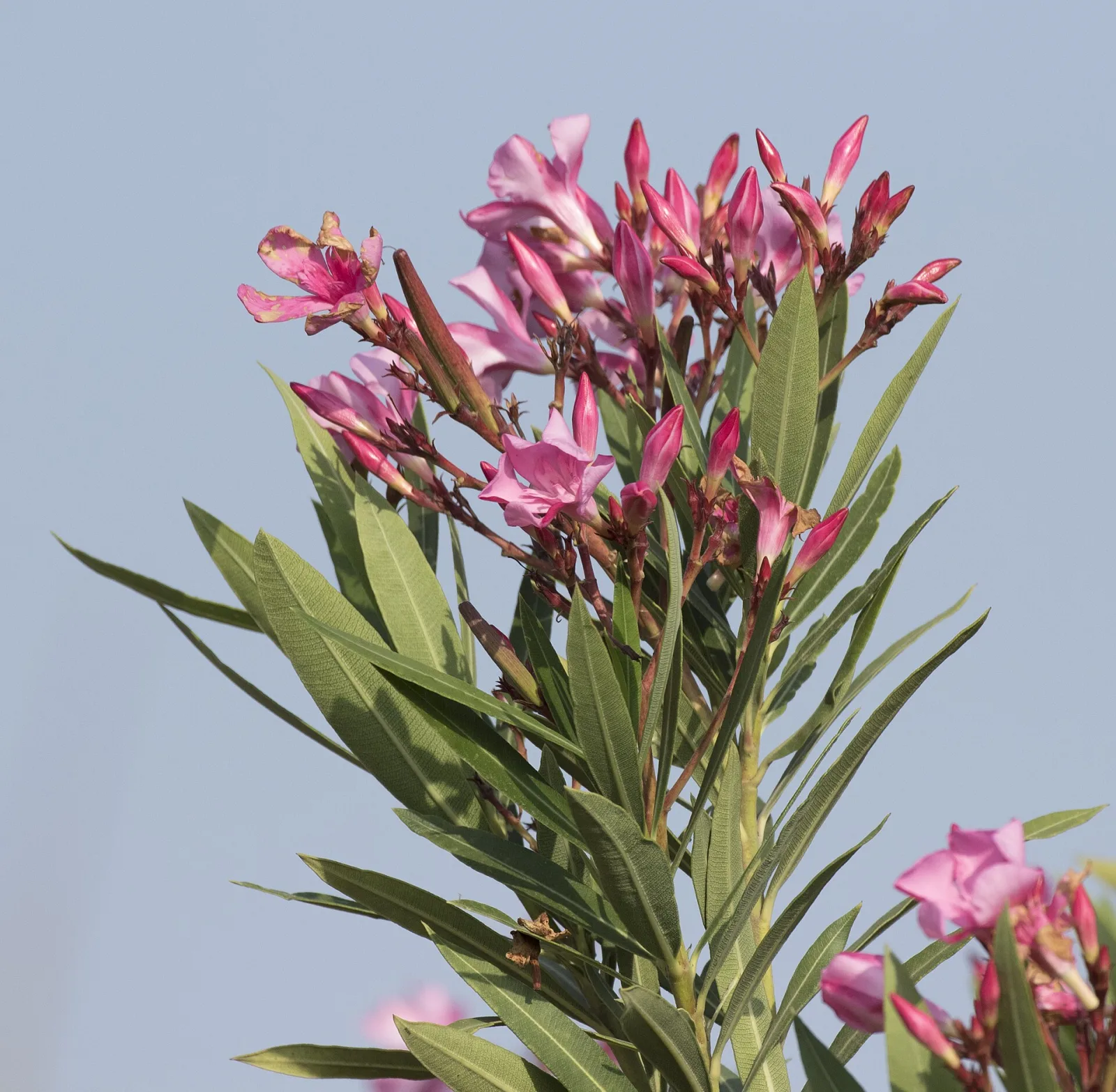Nerium oleander